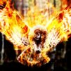 FireOwl09