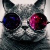 glasscat82