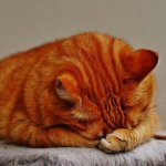 RandomCats