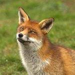 RandomFox