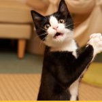 КАНАЛ КОТА