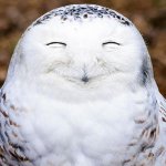 Цунами анекдотов