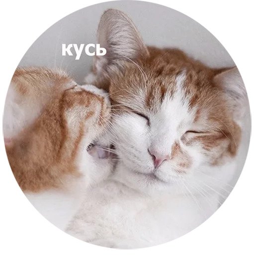 Кусь