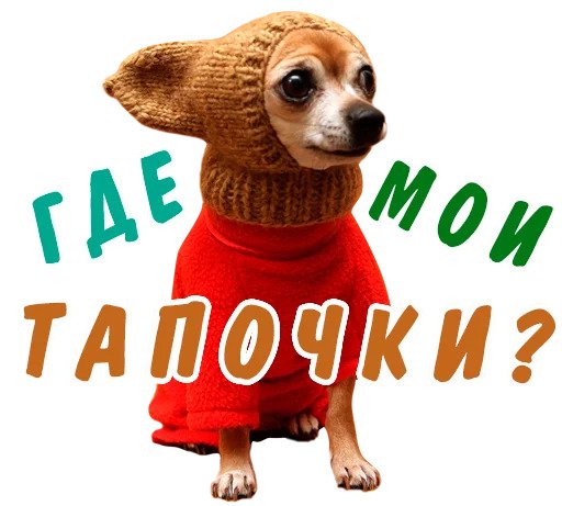 Прикольные животные