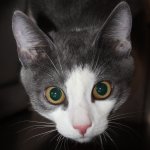 Кот