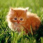 Без кота и жизнь не та
