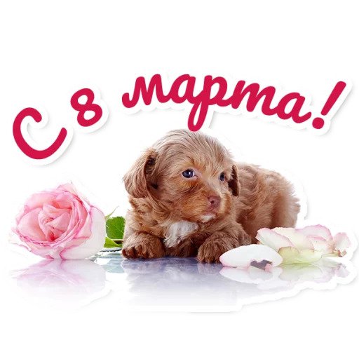 Милые питомцы