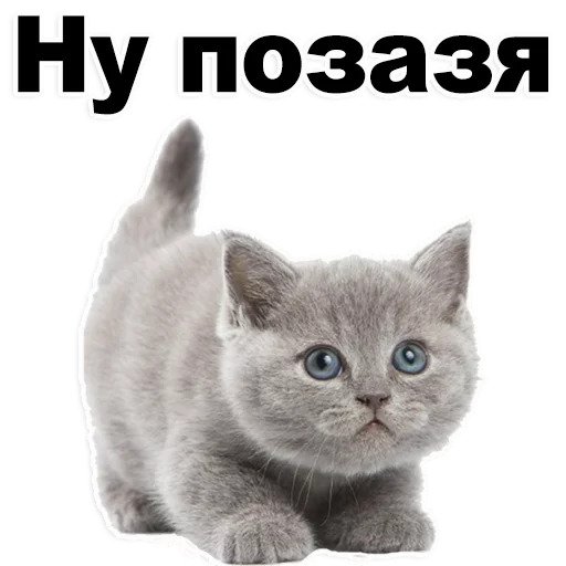 Котята