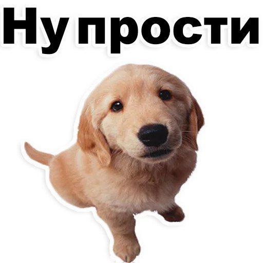 Щенки