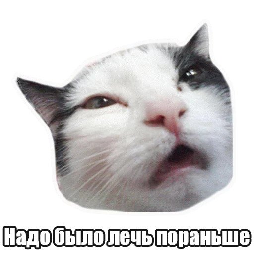 Мысли котов