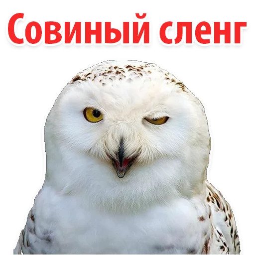 Совиный сленг