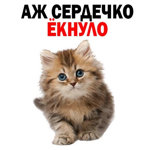 Кошачий сленг