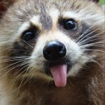 Racoon Proxy Bot