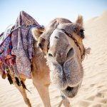 Arabic Pictures
