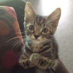 Котики