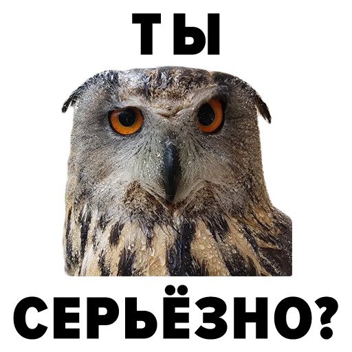 Зоодурдом