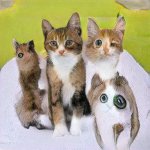 ThisCatDoesNotExist