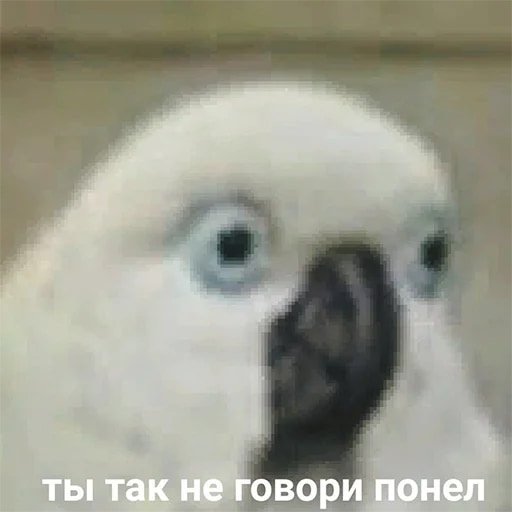Я орал, меня ловили