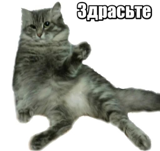 40 кошек
