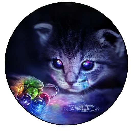 Коты и совы