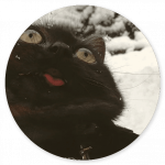 Memes and Stuff