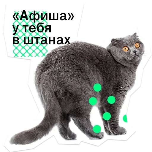Позируй псина