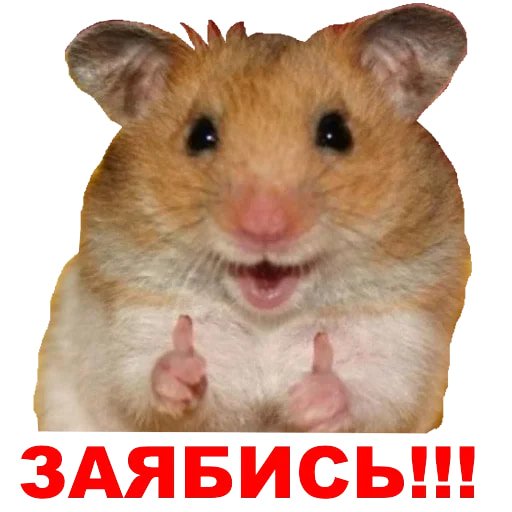 Мемы с хомяком
