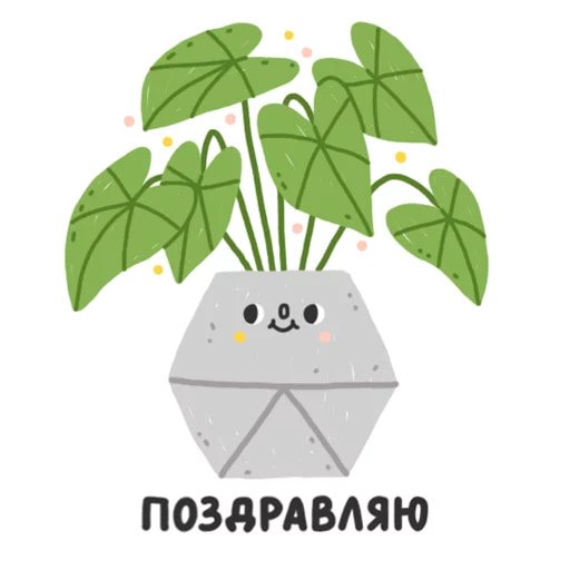 Домашние растения