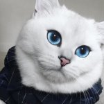 Funny?Video Animals