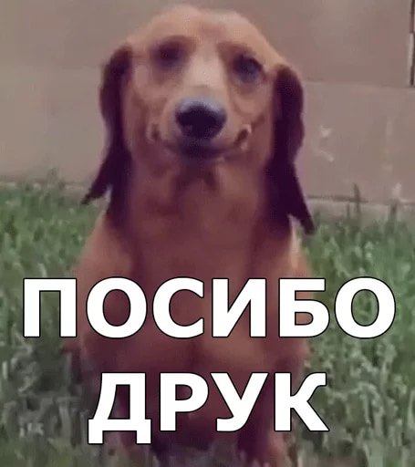 Какой ты пёс?