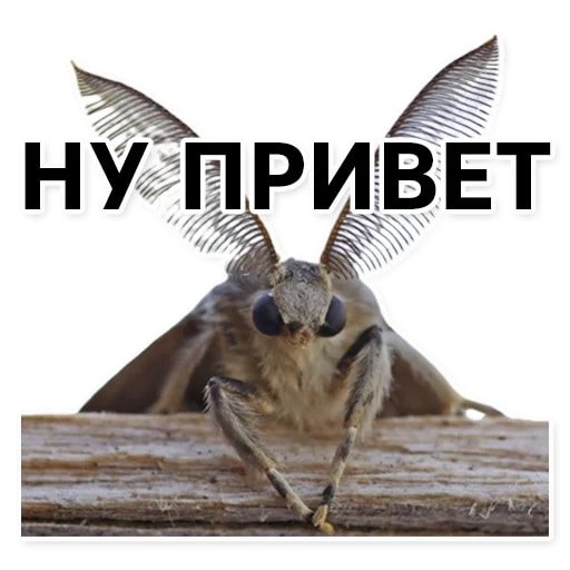 Тутовый шелкопряд