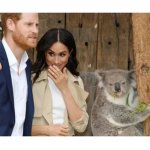 Koala English