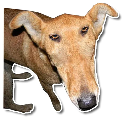 Упоротый пёс
