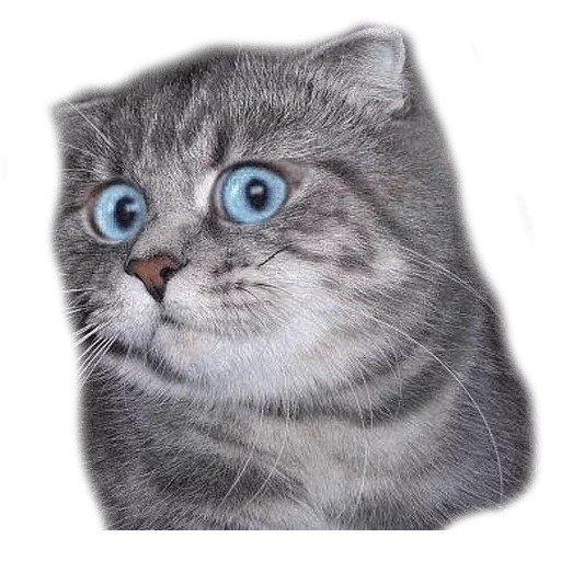 Удивленный кот