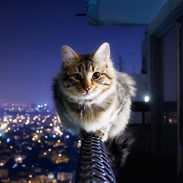 Котиксы
