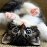 Кот №1