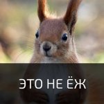 NEOFIT|ФАКТЫ