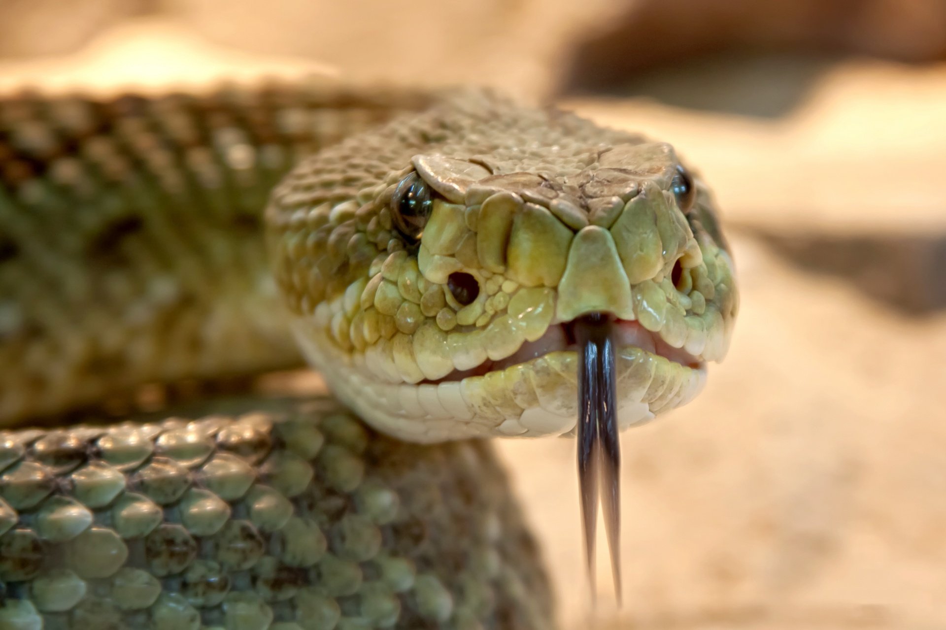 Мир змей / World of snakes