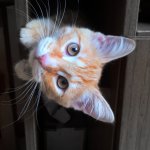 Кот Кекс и компания
