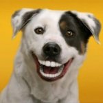 Animalsdam