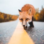 Fox_CSGO