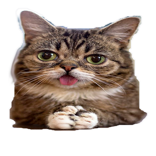 КОТИКИ