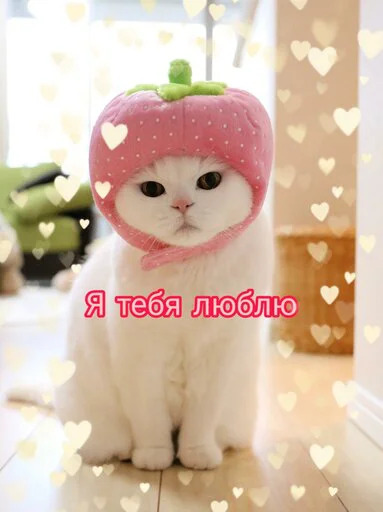 Няшные пикчи
