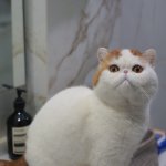 Cat Snoopy