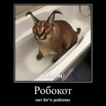 Робокот ??