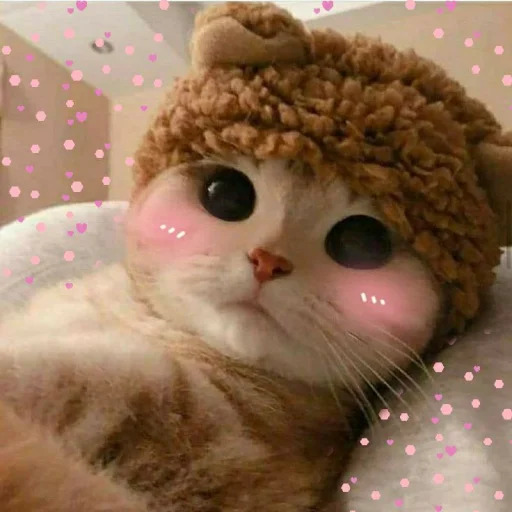 Милые котики