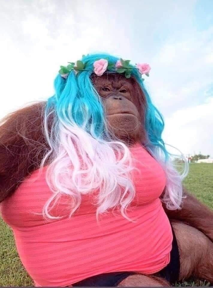 Funky Monkey