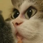 Distortioner