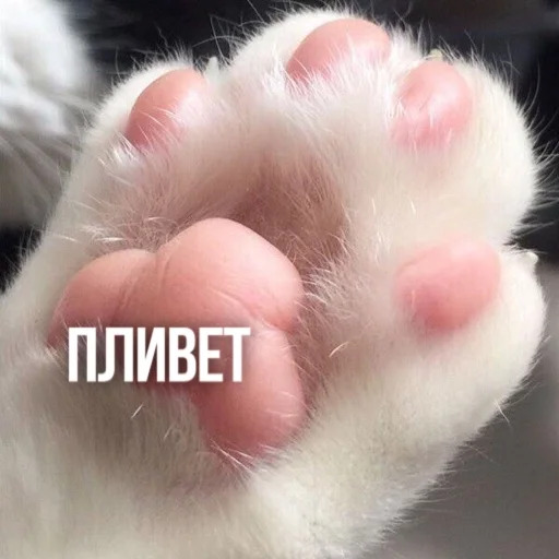 Котики и собачки