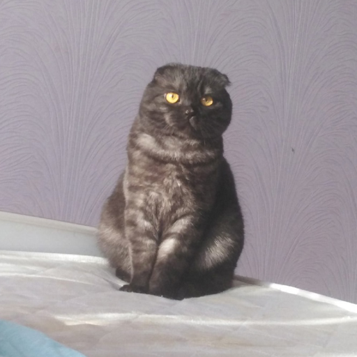 Сборник родных котов 1